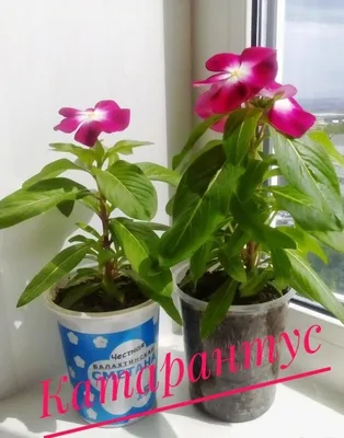 Катарантус розовый ампельный (Vinca rosea)