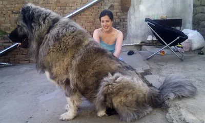 Кавказская овчарка (50 фото) | Caucasian shepherd dog, Types of dogs,  Shepherd dog