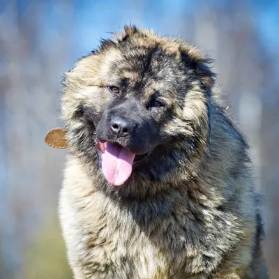 Kennel FCI \" Z Sribnyh Ozer\" кавказская овчарка, немецкая овчарка