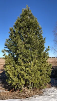 Кедр сибирский Экстра 🌲 по лучшей цене 78000 руб. в Москве - купить  саженцы сибирского кедра Экстра в питомнике «Зеленый Рай»