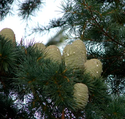 Кедр гималайский (Cedrus deodara) — путеводитель по отдыху в Крыму