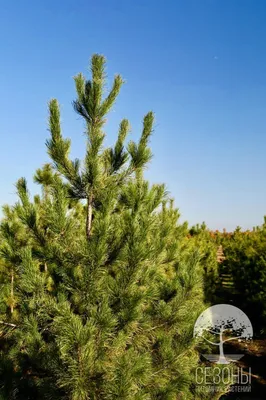 КЕДР СИБИРСКИЙ (PINUS SIBIRICA) — НКО \"NORD-NUC\"