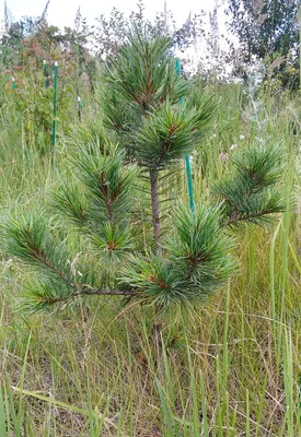 Сосна кедровая сибирская или сибирский кедр (Pinus sibirica) – Питомник  растений СЕЗОНЫ