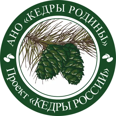 Кедр гималайский - купить саженец в России и России. Кедр гималайский -  описание и характеристики сорта.