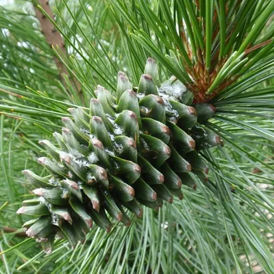 Кедр сибирский (Pinus sibirica) - Кедр - Хвойные деревья - Каталог -  Основное меню - Kalina-Park.ru