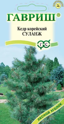 Кедр сибирский, сосна кедровая сибирская (САЖЕНЦЫ однолетние. Цена за 1шт.  Заказ от 3-х шт) с закрытой корневой системой. Отправка из Львовской обл. —  Лесосад