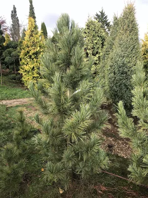 Cedrus atlantica, Кедр атласcкий