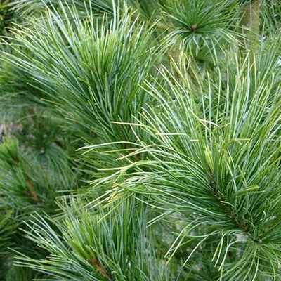 СОСНА КОРЕЙСКИЙ КЕДР (PINUS KORAIENSIS): купить саженцы сосны корейский кедр  (pinus koraiensis) почтой | PLOD.UA