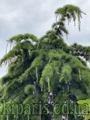 Green Trees Кедр Премиум Канадский 3.0 м. хвоя РЕ - КПК-3.0РЕ — купить со  скидкой в интернет-магазине ЁлкаСайт.ру