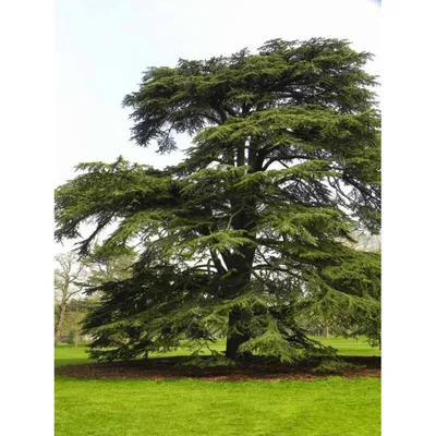 Кедр (Cedrus deodara pendula) Купить в Симферополе | Садовый центр Фрея,  Крым