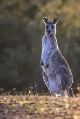 Австралийские пустынники: как живут гигантские рыжие кенгуру | Вокруг Света