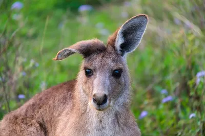 Кенгуру - 96 фото сумчатого символа и талисмана Австралии