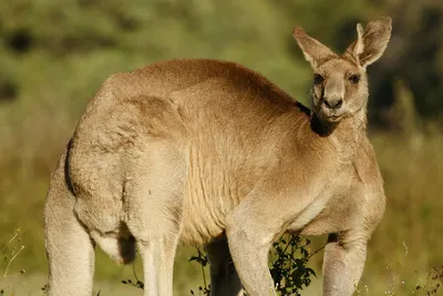 Палеонтологи выяснили происхождение кенгуру