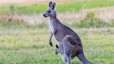 Лучшие на свете прыгуны. 10 фактов о кенгуру - Папамамам — МИФ