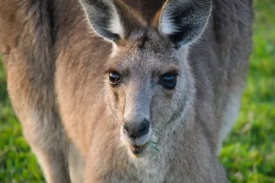 кенгуру в изолированном поле, стадо кенгуру на пастбищах австралии, боком,  Hd фотография фото фон картинки и Фото для бесплатной загрузки