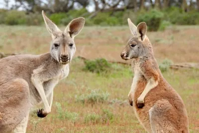 Wallaby или красный кенгуру Беннета Стоковое Изображение - изображение  насчитывающей национально, шерсть: 57973205