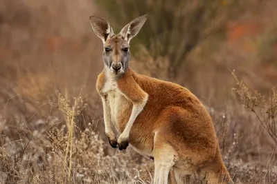 Мини-кенгуру» вернулись в Южную Австралию спустя 100 лет