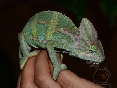 Йеменский хамелеон Chameleon calyptatus, 3,5 месяца, Самец