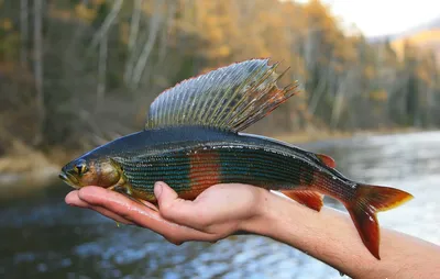 🐟 Купить замороженного хариуса не потрошеного: 1 120 руб за кг - цена в  Санкт-Петербурге, доставка - интернет-магазин Дикоед