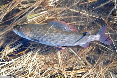 🐟 Хариус купить - рыба хариус цена за кг от 1020 руб в Владивостоке,  доставка - интернет-магазин Дикоед