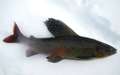 Сибирский хариус поможет сохранить морскую рыбу