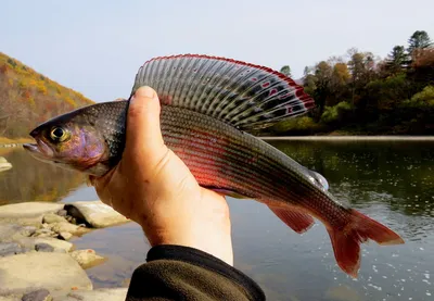 Хариус европейский (Thymallus thymallus). Статьи на сайте nordural.ru