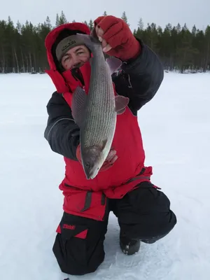 🐟рыба Хариус, Монголия 👍🐟 ☑Фото от рыбака @bakytbek_komek✌ ❗Друзья ,  Instagram сильно… | Instagram