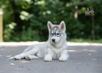 хаски (husky, сибирская хаски, сибирский хаски, ) :: питомец :: фото ::  собакен / смешные картинки и другие приколы: комиксы, гиф анимация, видео,  лучший интеллектуальный юмор.