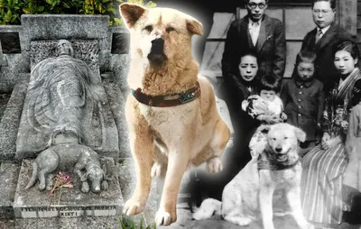 The Truth about Hachiko, the Loyal Akita\"- Hachiko Snapshot Introduction:  The Truth Behind the Myths | Vicki Wong and Hachi