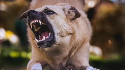 Бар Хатико (Hachiko) на Пятницкой (м. Новокузнецкая): меню и цены, отзывы,  адрес и фото - официальная страница на сайте - ТоМесто Москва