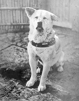 HACHIKO, HACHIKO: A DOG'S STORY , 2009 Stock Photo - Alamy