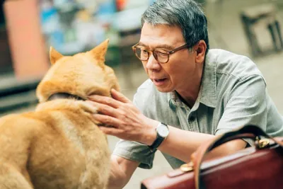 Hachiko: Japans berühmtester Hund wird 100 - [GEO]