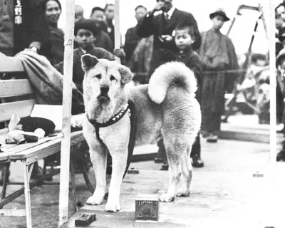 Верный пёс Хатико: символ преданности на станции Сибуя | Nippon.com