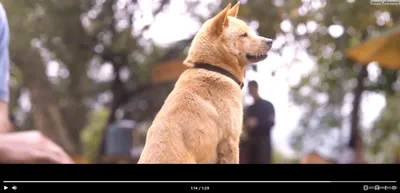 Фото: Хатико: самый верный друг (Hachiko: A Dog's Story) | Фото 10