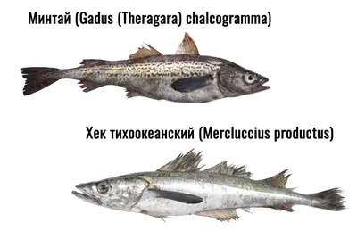 Хек (Мерлуза) тушки до 0,3 кг купить по выгодным ценам в Киеве, заказать  Рыба столовых сортов онлайн в интернет магазине морепродуктов ribka.ua