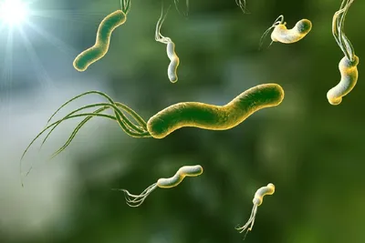 5 фактов о бактерии Helicobacter pylori | Наш Доктор