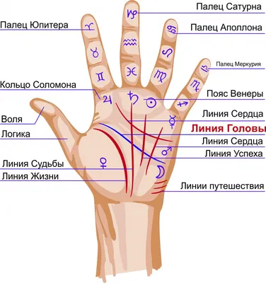 Линия брака на руке: особенности расшифровки