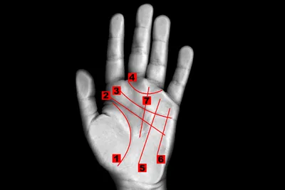 Линия брака на руке у женщины и мужчины: фото, расположение, значение,  расшифровка