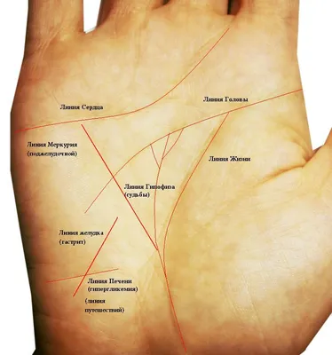 Хиромантия линия жизни картинка