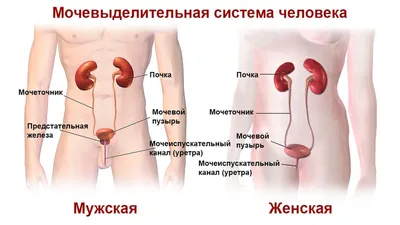 Уретрит: лечение, симптомы, причины