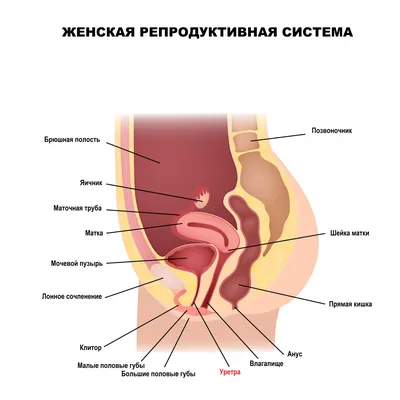 Цистит у женщин и мужчин: лечение, симптомы, причины цистита