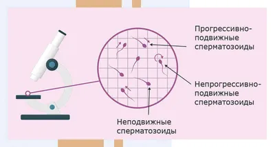 Баланит и баланопостит: симптомы, диагностика и лечение в клинике Universum  Clinic