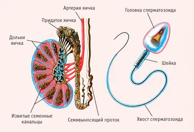 Красный плоский лишай. Харьков - Центр европейской дерматологии