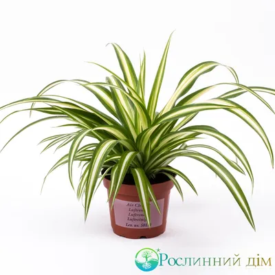 Хлорофитум (Chlorophitum) купить, продажа Киев, цена, фото, уход