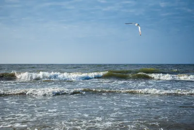 Место, где очень много водорослей. Саргассово море