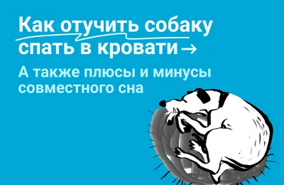 Как отучить собаку спать в кровати, а также плюсы и минусы совместного сна