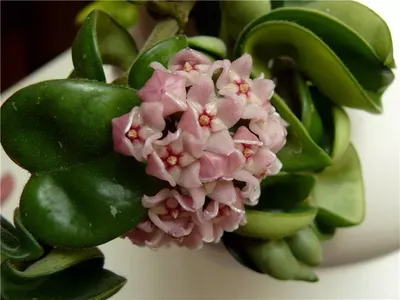 Хойя, хоя (Hoya carnosa), лиана, декоративно-лиственные: 230 грн. -  Комнатные растения Киев на Olx