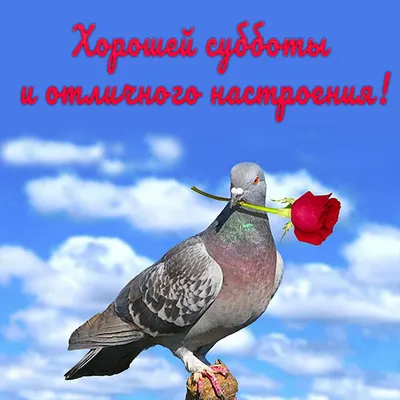 🌺Доброе утро друзья, пусть у всех сложится день !Хорошей субботы!...😉😊🖐🖐🖐🍀🌿☘🌸💮🌺🌹  🌺И суббота рабочая!! 🌺Работаем с 8 до… | Instagram