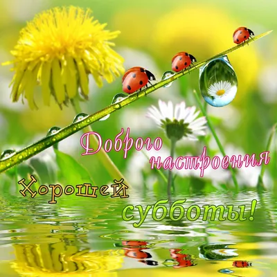 Друзья хорошей субботы 💕🫶🌹 #доброеутро #суботавыходной #открытка | TikTok