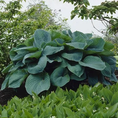 Hosta Big Daddy